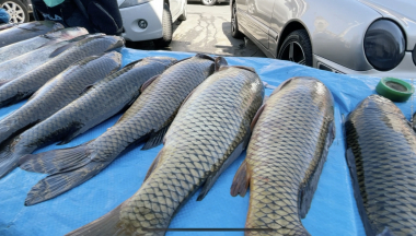 Ուժեղացված ստուգայցեր՝ փողոցային ապօրինի առևտրի վերացման նպատակով. քաղաքապետարան