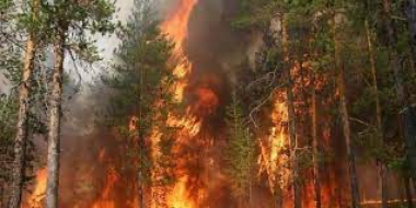 Պրիմորիեում օրական ավելի քան 2000 հեկտար անտառային հրդեհներ են մարվում