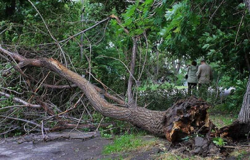 Պարզ լճի ճանապարհին ծառն ընկել, փակել է երթևեկությունը