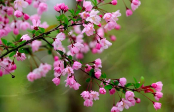 Օդի ջերմաստիճանն ապրիլի 21-24-ի ցերեկը աստիճանաբար կբարձրանա