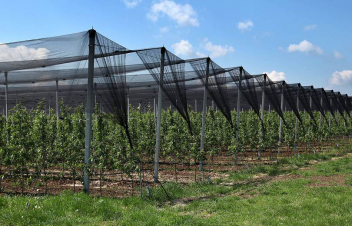 Այգեգործության զարգացման նպատակով կարևորվում է տեղական տնկիների արտադրությունը