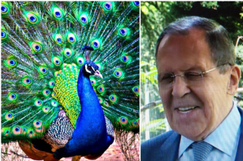 Դուշանբեում կառավարական նստավայրի սիրամարգերն ընդհատել են Լավրովի ասուլիսը (տեսանյութ)