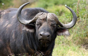 «Այապի բաղ»-ում կրակել են իջևանցու գոմեշներին, ապա մորթել ու տարել