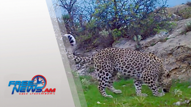 Կովկասյան ընձառյուծի ցերեկային զբոսանքը «Արփա» պահպանվող լանդշաֆտում (տեսանյութ)