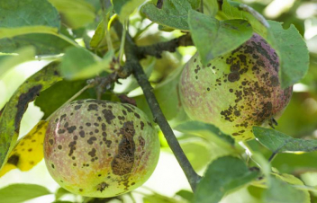 Ներկայիս եղանակը կորիզավոր պտղատու ծառատեսակների ծակոտկեն բծավորությամբ վարակվելու բարենպաստ միջավայր է ստեղծում