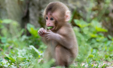 Արգելվել է կապիկների և կրծողների կարգին պատկանող կենդանատեսակների ներմուծումը Հայաստան