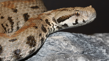 ԱԻՆ-ում 11 ահազանգ է ստացվել` տարբեր տարածքներում նկատված օձերի վերաբերյալ