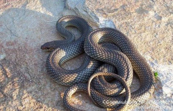 2 օրում ԱԻՆ-ի կենտրոնում 19 ահազանգ է ստացվել տարբեր տարածքներում նկատված օձերի վերաբերյալ