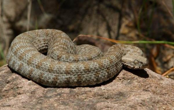 Փրկարարներն անվտանգ տարածք են տեղափոխել Բերդավանում նկատված գյուրզային