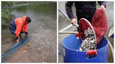 Սևանա լիճ բաց թողնվեց շուրջ 15.577 հատ Ամառային իշխանի  մանրաձուկ