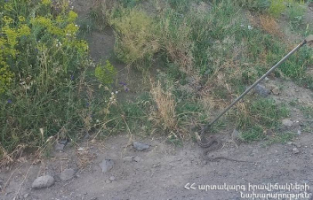 Վայոց ձորի մարզում հայտնաբերվել է գյուրզա տեսակի օձ և տեղափոխել անվտանգ տարածք