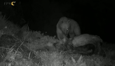 Մարդ-արջ կոնֆլիկտը ահագնանում է Հայաստանի տարբեր մարզերում․ FPWC-ի ահազանգը