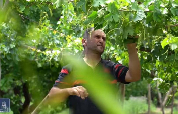 Սեզոնային վարձատրվող աշխատանք՝ սեփական այգում․ վճարում է Կառավարությունը