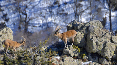«Խոսրովի անտառ» արգելոցում հայտնաբերվել են բեզոարյան այծի մնացորդներ