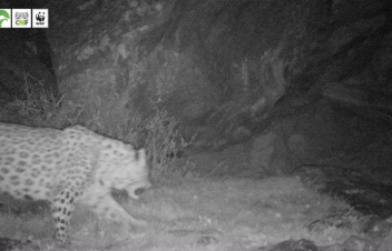 Ֆոտոբռնիչ սարքերը կրկին արձանագրել են Հայաստանում նախկինում գրանցված ընձառյուծներից մեկին