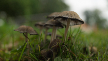 Սնկային թունավորման դեպք Վանաձորում