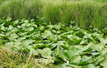 «Արփի լիճ» ազգային պարկում սկսվում է դեղին ջրաշուշանի ծաղկման շրջանը