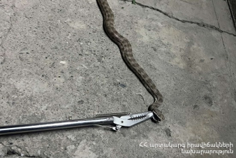 Փրկարարները բռնել են  2 գյուրզա, 2 սահնօձ, 2 շահմար, 1 անհայտ տեսակի օձ և տեղափոխել անվտանգ տարածք