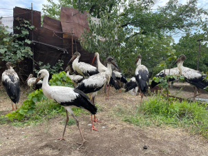 Ճենճոտված արագիլներին լողացրել են (տեսանյութ)