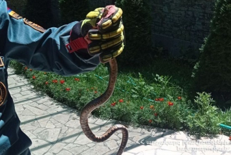 Փրկարարներն անվտանգ տարածք են տեղափոխել օձերին.ԱԻՆ