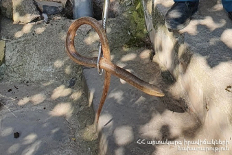 Փրկարարներն անվտանգ տարածք են տեղափոխել օձերին