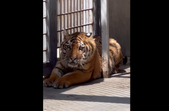 Երևանի կենդանաբանական այգին նոր բնակիչ ունի