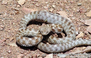 Փրկարարները ՀՀ տարբեր հատվածներից 4 օձ են տեղափոխել