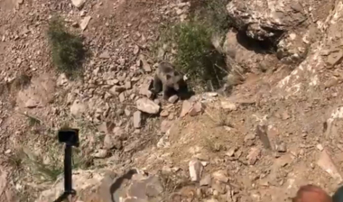 Արջի քոթոթը փրկվել է որսագողերի կողմից տեղադրված թակարդից. FPWC