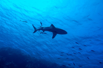 Բահամյան կղզիներում շնաձկան հարձակման հետևանքով ԱՄՆ քաղաքացի է մահացել