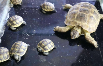 Երևանի կենդանաբանական այգում միջերկրածովյան կրիաներն ունեցել են 6 ձագուկ