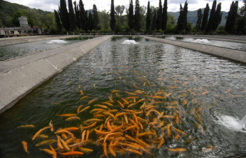 ՊՎԾ-ի՝ ձկնաբուծարաններ կատարած ստուգայցերի արդյունքում մի քանի միլիարդ դրամի չարաշահումներ են հայտնաբերվել