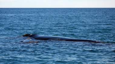 Արգենտինայի հարավում հայտնաբերվել է 18 սատկած կետ