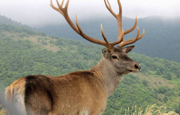 Կովկասյան ազնվացեղ եղջերուների առաջին խումբը բաց է թողնվել իր բնօրրան՝ Դիլիջանի անտառ