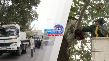 Մեկնարկել է սոսիների էտման ծրագիրը