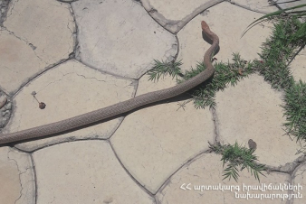 Փրկարարներն անվտանգ տարածք են տեղափոխել օձերին