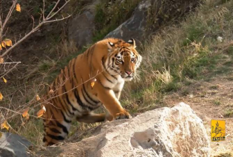 Երևանի կենդանաբանական այգում բարեկարգման համալիր աշխատանքները շարունակվում են