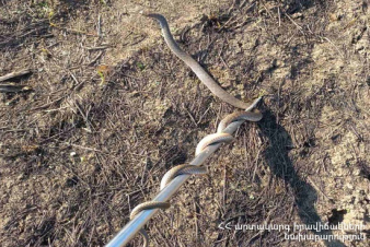 Փրկարարներն անվտանգ տարածք են տեղափոխել օձերին