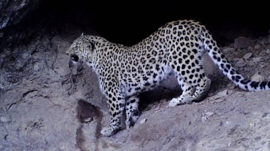 Տեսախցիկները դարձյալ Կովկասյան ընձառյուծ են ֆիքսել