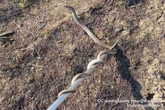 Փրկարարներն անվտանգ տարածք են տեղափոխել օձերին