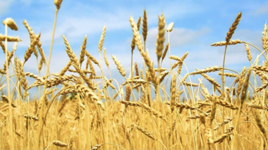 Գեղարքունիքի մարզում նախորդ տարվա համեմատ 2221 հեկտարով ավել աշնանացան է կատարվել