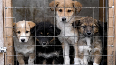 ԱՄՆ-ում ինքնաթիռ է կործանվել, որում եղել է 53 շուն