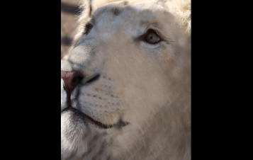 Երևանի կենդանաբանական այգու սպիտակ առյուծը՝ Սիմբան, 3 տարեկան է