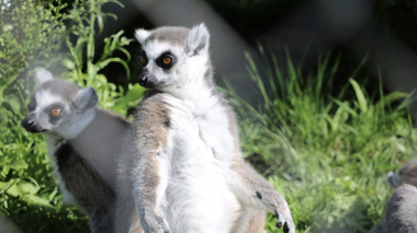 Երևանի կենդանաբանական այգում ժամանակացույց է փոխվել