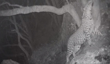 Խոսրովի անտառի ֆոտոթակարդները դարձյալ նկարահանել են Նեո ընձառյուծին