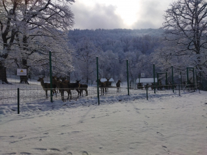 Անհետացած համարվող կենդանին վերադարձվում է բնություն․ ֆոտո