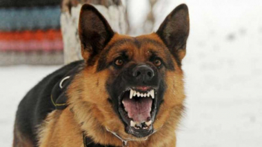 Ողբերգական դեպք՝ Երևանում. շան կծելու հետևանքով՝ «Շենգավիթ» ԲԿ տեղափոխված կինը, գիտակցության չգալով, մահացել է