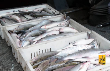 Մայրաքաղաքի մայթերին հայտնաբերվել է ձկան վաճառք, որն անմիջապես կասեցվել է. Երևանի քաղաքապետարան