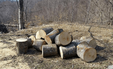 Բյուրականցիները 120 հատ կաղնի են հատել․ Արագածոտնի անտառտնտեսությունը դիմել է ոստիկանություն