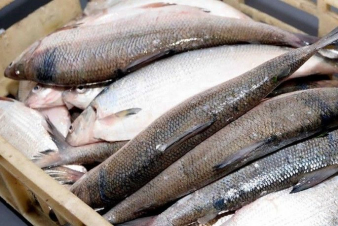 Առգրավվել է շուրջ 870 կգ սիգ. ԲԸՏՄ