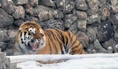 Երևանի կենդանաբանական այգու վագրերի ընտանիքը համալրվել է ևս մեկով